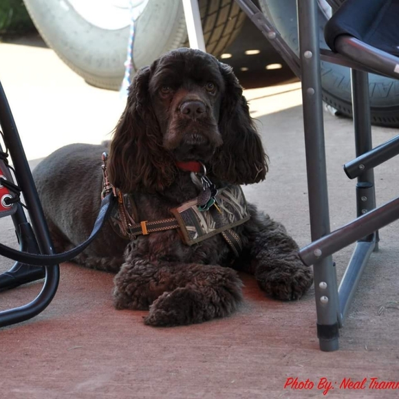 Meet your Posher, Glynis - Picture 2 of 2